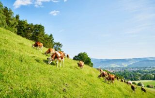 Foto Kühe auf der Weide - Ferienwohnung Jungbauernhof Kirchzarten Dreisamtal